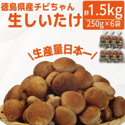 生しいたけ 小サイズ 1.5kg 250g×6袋