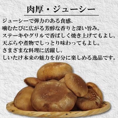 訳あり 生しいたけ 1.5kg 300g×5袋 徳島県産