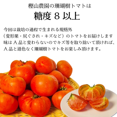 【2027年先行受付】 訳あり 珊瑚樹トマト約1.5kg 2027年4月発送 甘い トマト フルーツ