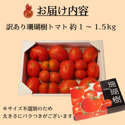 【2027年先行受付】 訳あり 珊瑚樹トマト約1.5kg 2027年4月発送 甘い トマト フルーツ