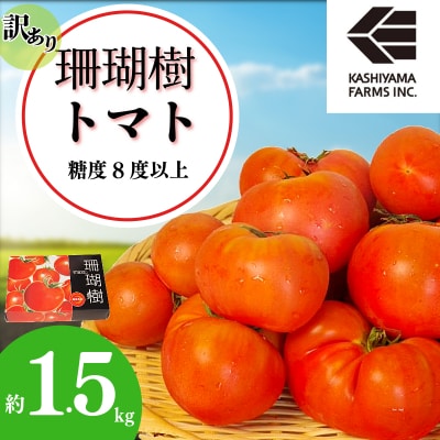 【2027年先行受付】 訳あり 珊瑚樹トマト約1.5kg 2027年5月発送 甘い トマト フルーツ | ふるさと納税のお礼品