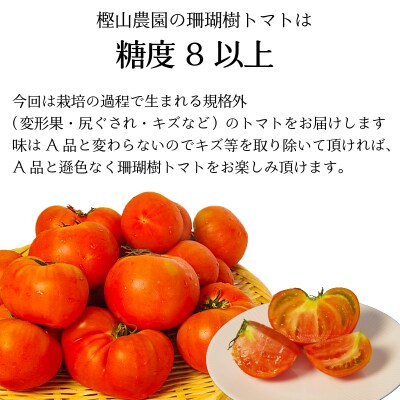 【2027年先行受付】 訳あり 珊瑚樹トマト約1.5kg 2027年5月発送 甘い トマト フルーツ