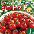 【2026年4月発送】 ミニトマト 千紫万紅 1kg プチトマト