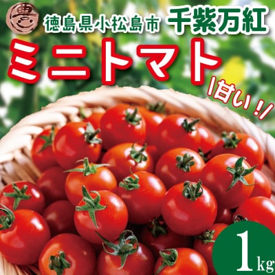【2027年4月発送】 ミニトマト 千紫万紅 1kg プチトマト