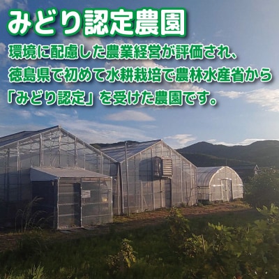 【2027年4月発送】 ミニトマト 千紫万紅 1kg プチトマト