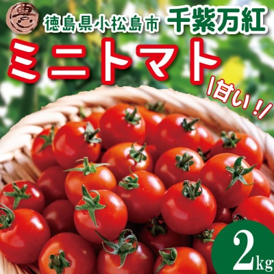 【2026年3月発送】 ミニトマト 千紫万紅 2kg プチトマト