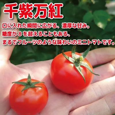 【2026年3月発送】 ミニトマト 千紫万紅 2kg プチトマト