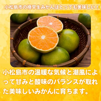 【2025年9月20日以降発送】 みかん 秀品 極早生みかん 3kg 蜜柑 ミカン 柑橘 旬 