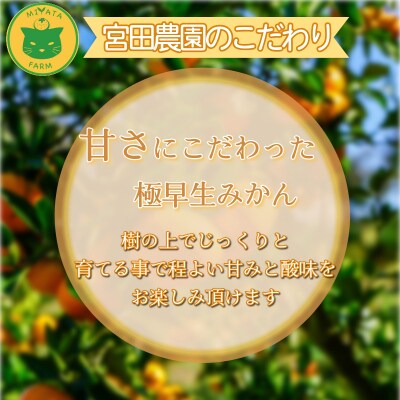 【2026年10月発送】 みかん 秀品 極早生みかん 5kg 蜜柑 ミカン 柑橘 旬 フルーツ 果実