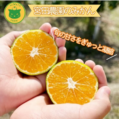 【2025年9月20日以降発送】 みかん 秀品 極早生みかん 5kg 蜜柑 ミカン 柑橘 旬 