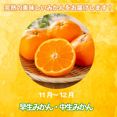 【2025年11月順次発送】 みかん 秀品 温州みかん10kg  早生みかん ミカン 蜜柑 甘い