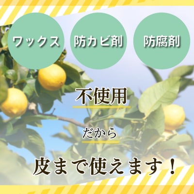 レモン 2kg 秀品 2025年10月順次発送 国産 レモン れもん ワックス不使用 防腐剤不使用