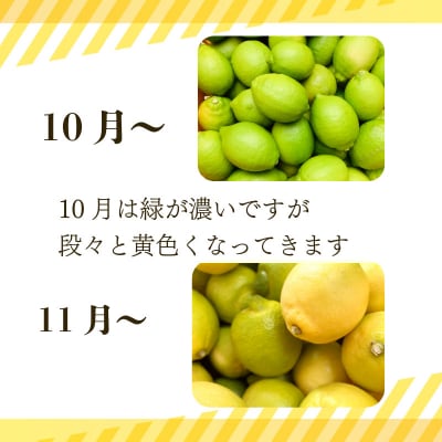 レモン 2kg 秀品 2025年10月順次発送 国産 レモン れもん ワックス不使用 防腐剤不使用