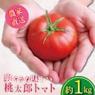 【2025年12月発送】 トマト 1kg 桃太郎 先行予約  甘い 野菜 やさい 国産 産地直送