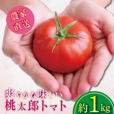 【2026年3月発送】 トマト 1kg 桃太郎 先行予約  甘い 野菜 やさい 国産 産地直送