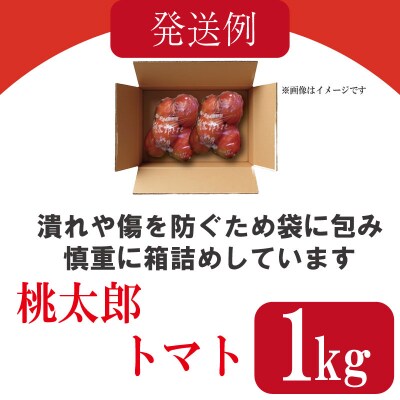 【2027年4月発送】 トマト 1kg 桃太郎 先行予約  甘い 野菜 やさい 国産 産地直送