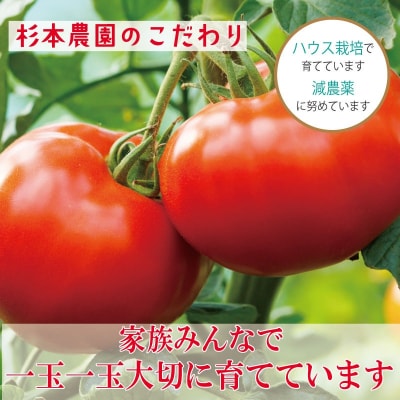 【2027年1月発送】 トマト 2kg 桃太郎 先行予約  甘い 野菜 やさい 国産 産地直送
