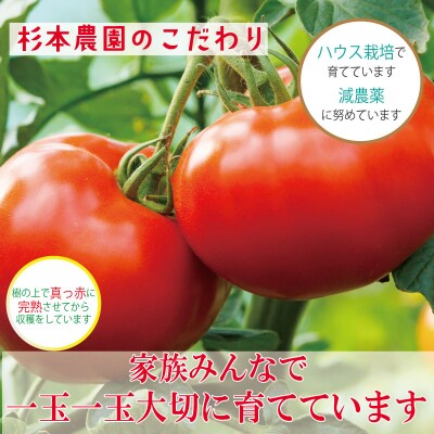 【2026年4月発送】【訳あり】 トマト 2kg 桃太郎 先行予約  