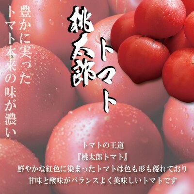 【2027年4月発送】 トマト 3kg 桃太郎 先行予約  甘い 野菜 やさい 国産 産地直送