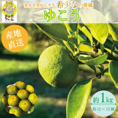 【2025年10月中旬順次発送】 ゆこう 1kg 柑橘 柚柑 ゆず すだち みかん 柚子 ダイダイ