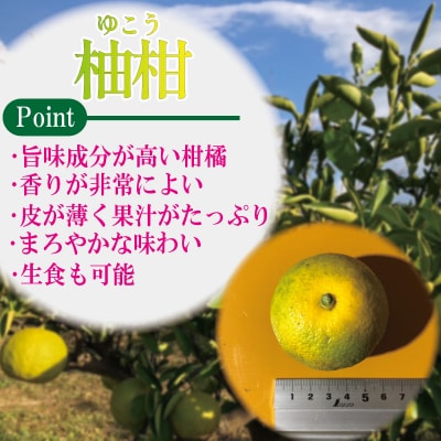 【2025年10月中旬順次発送】 ゆこう 1kg 柑橘 柚柑 ゆず すだち みかん 柚子 ダイダイ
