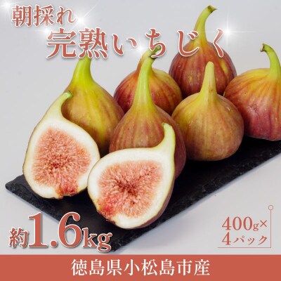 【2026年8月順次発送】朝採れ 完熟 いちじく 1.6kg(400g×4パック) 甘い フルーツ 