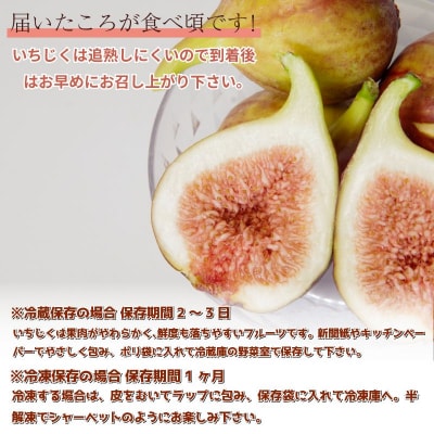 朝採れ 完熟 いちじく 1.6kg(400g×4パック) 甘い フルーツ 産地直送 デザート