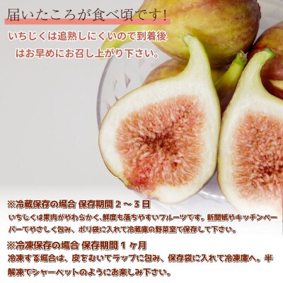 【2026年8月順次発送】朝採れ 完熟 いちじく 1.6kg(400g×4パック) 甘い フルーツ 