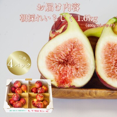 【2026年8月順次発送】朝採れ 完熟 いちじく 1.6kg(400g×4パック) 甘い フルーツ 