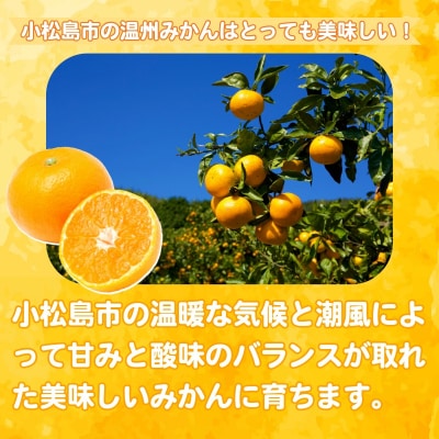 【2025年11月順次発送】 みかん 秀品 温州みかん3kg 