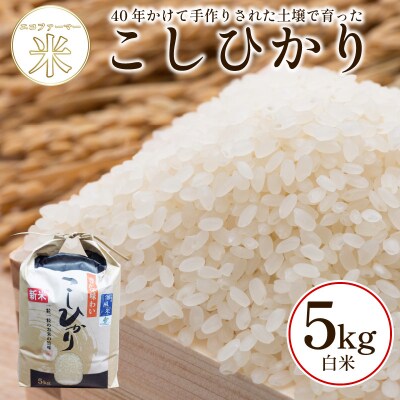 令和8年産　白米 こしひかり 5kg 令和8年産  潮風米