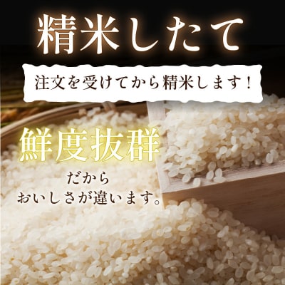 白米 こしひかり 5kg 令和7年産  潮風米
