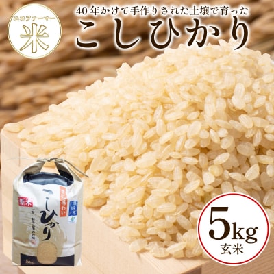 新米 玄米 こしひかり 5kg 令和8年産  潮風米