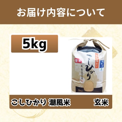 玄米 こしひかり 5kg 令和7年産  潮風米