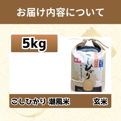 新米 玄米 こしひかり 5kg 令和8年産  潮風米