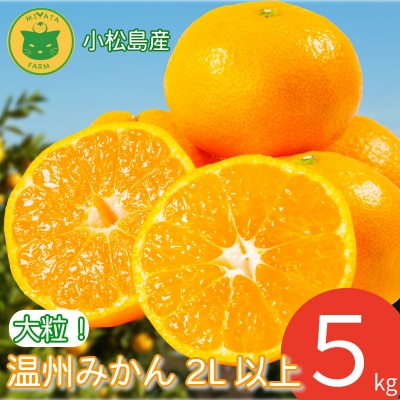 みかん 大玉 温州みかん 5kg 2L以上 みかん 蜜柑 ミカン オレンジ フルーツ