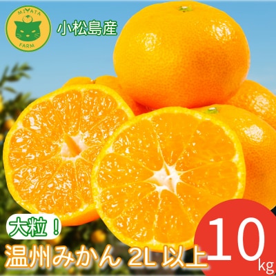 みかん 大玉 温州みかん 10kg 2L以上 みかん 蜜柑 ミカン オレンジ フルーツ