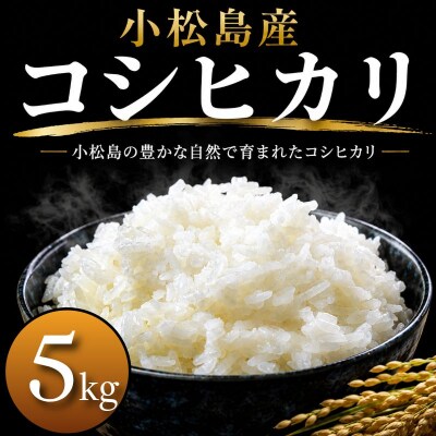 令和7年産 コシヒカリ 5kg 白米 米 数量 限定 こしひかり 5キロ 米5kg 