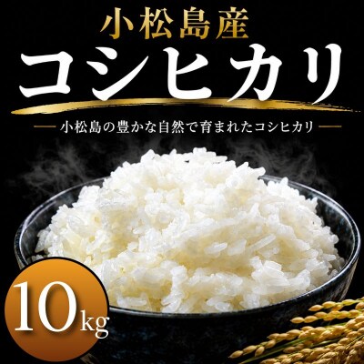 令和7年産 コシヒカリ 10kg 白米 米 数量 限定 こしひかり 10キロ 米10kg