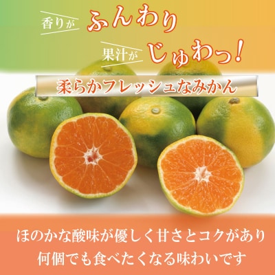 【先行予約】 【2026年10月順次発送】 極早生みかん 3kg みかん 温州みかん 極早生 柑橘 