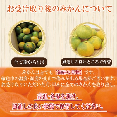 【先行予約】 【2026年10月順次発送】 極早生みかん 3kg みかん 温州みかん 極早生 柑橘 