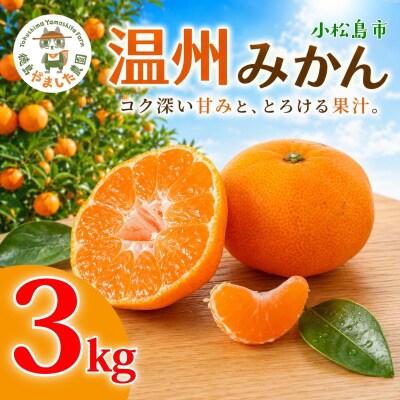 【先行予約】 【2026年12月順次発送】 温州みかん 3kg みかん  完熟 柑橘 果物 フルーツ