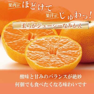 【先行予約】 【2026年12月順次発送】 温州みかん 3kg みかん  完熟 柑橘 果物 フルーツ
