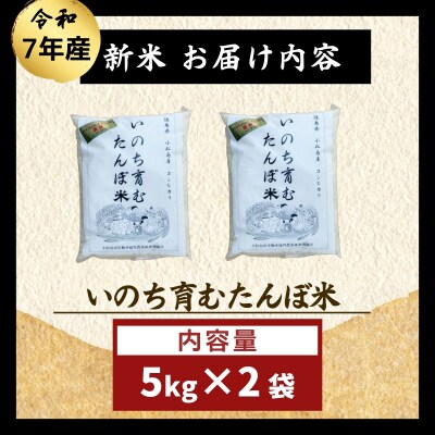 令和7年産 米 八分づき米 10kg 栽培期間中農薬不使用 米 玄米 お米 コメ こしひかり