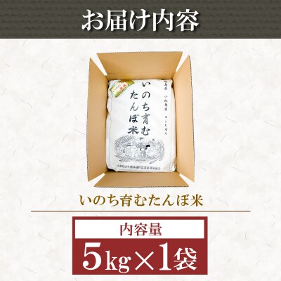 令和7年産 無洗米 5kg 栽培期間中農薬不使用 米 白米 お米 コメ こしひかり コシヒカリ