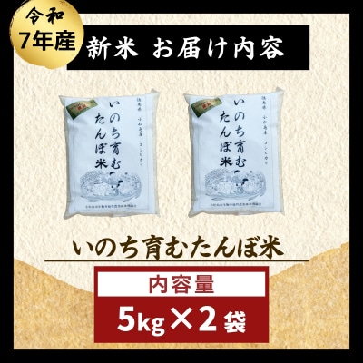 令和7年産 無洗米 10kg 栽培期間中農薬不使用 米 白米 お米 コメ こしひかり コシヒカリ