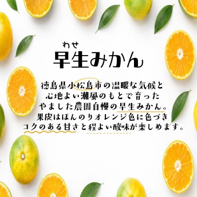 【先行予約】 【2026年10月下旬順次発送】 早生みかん 5kg みかん 早生 柑橘 果物 