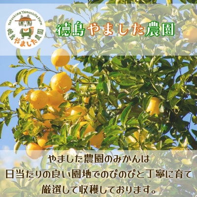【先行予約】 【2026年10月下旬順次発送】 早生みかん 5kg みかん 早生 柑橘 果物 