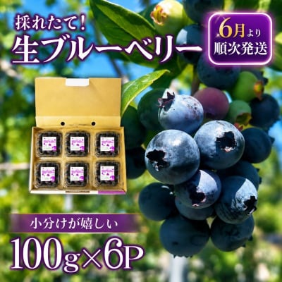 【2週間配送】ブルーベリー 600g(100×6パック) 採れたて 生ブルーベリー 手摘み 大粒 