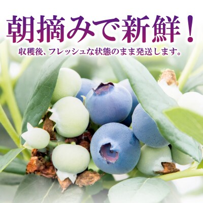 【2週間配送】ブルーベリー 600g(100×6パック) 採れたて 生ブルーベリー 手摘み 大粒 